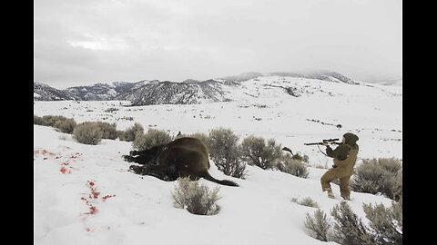 hunting bison