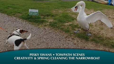 Pesky Swans, Towpath Scenes, Creativity & Spring Cleaning the Narrowboat