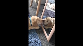 Curious puppy discovers reflection in the mirror
