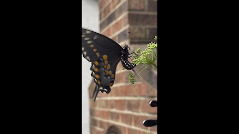 Parsley more than just an herb (ask this Black swallowtail butterfly)