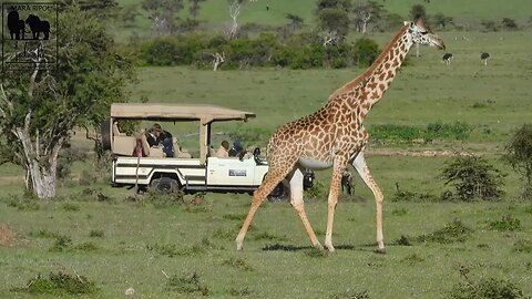 Safaris From Lalashe Mara Ripoi