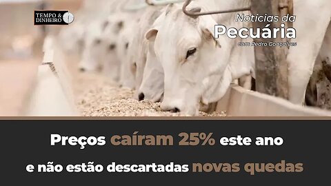 Boi gordo :preços caíram 25% este ano e não estão descartadas novas quedas da arroba