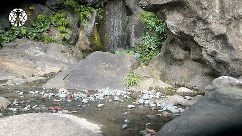 RELAXATION: Japanese Zen Garden Waterfall with Native Bird Sounds