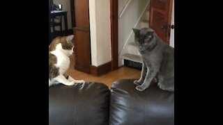 Cat rumble