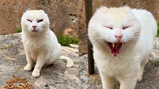 Hungry Stray Cat With No Ears Meets the Food Lady - Feeding Stray Cats