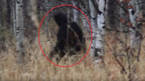 ROCK-THROWING BIGFOOT IN PROVO CANYON, UTAH