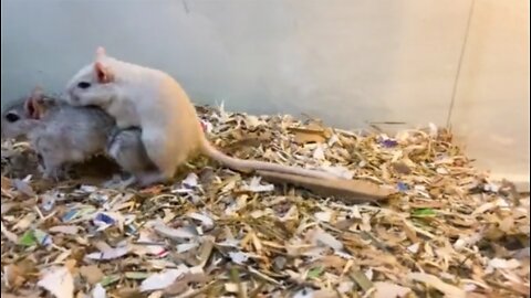 Male Gerbil Chasing Female Gerbil During Mating Inside The Cage