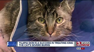 Tilapia skin is a success in treating King the cat's severe burns