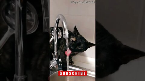 Adorable Tortoiseshell Cat Quenches Thirst: Drinking From the Tap 🐾