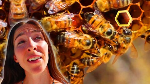 Did We Catch The Queen Bee | Honey Bee | Beekeeping Off The Grid