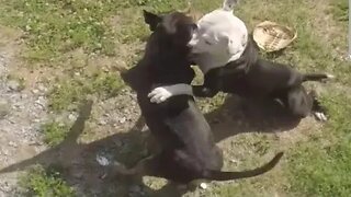 True Freeman Dogs Get In A Vicious Fight and Injures The Puppy