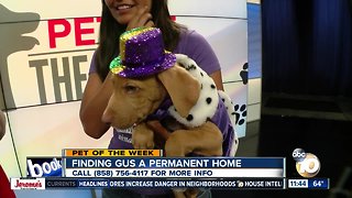 10News Pet of the Week: Gus