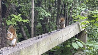 Red-Tailed Squirrels loving black seeds