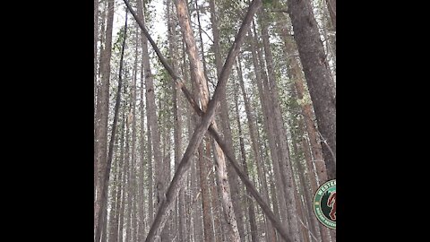 Small Bigfoot looking at me, Western Slope bigfoot