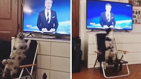Aussie Puppy Wants To Stay Up-to-date With Current Events