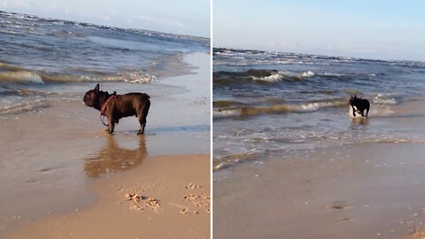 The happiest French Bulldog in the world catching waves