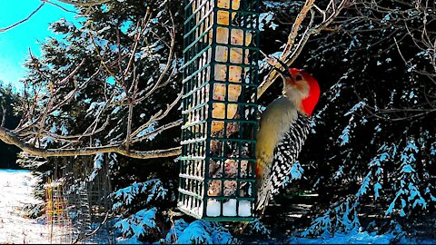 Colorful woodpecker & blue jays share feast at bird feeder