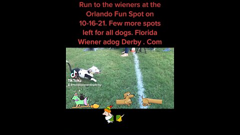 Run to the wieners at fun spot