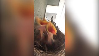 "Baby Birds Are Woken Up and Tweet For Food"