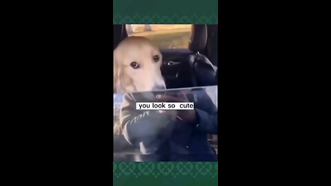 Hilarious dog videos