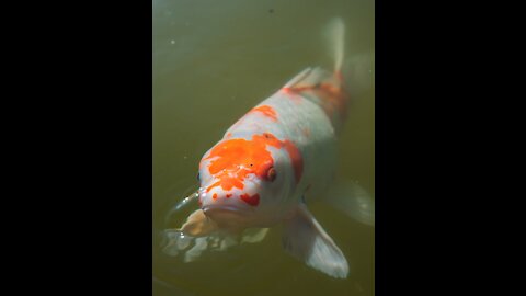 Very big shark fish looking very dangerous