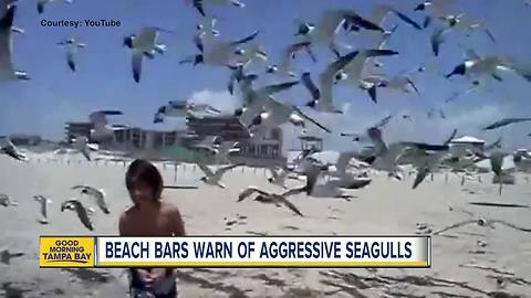 Beach restaurants warn of extra-hungry seagulls who will swarm kids trying to feed them