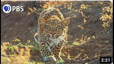 Leopard Hunts Baboon in Broad Daylight