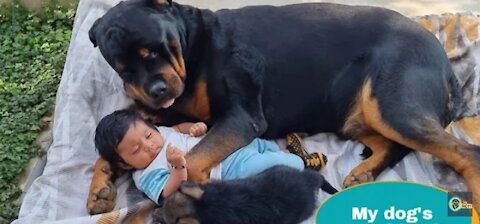Jerry ​​became very excited to meet the baby and puppy__German Shepherd(1080P_HD)
