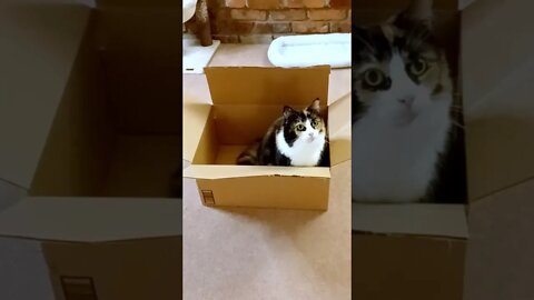 Cat Jumps out of a Box