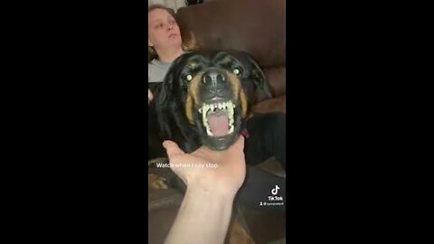 Rottweiler dog funny video