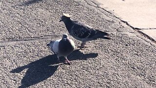 Sombrero wearing pigeons seen in Reno