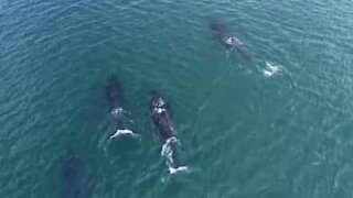 Des plongeurs interagissent avec des baleines à bosse