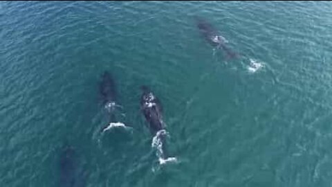 Des plongeurs interagissent avec des baleines à bosse