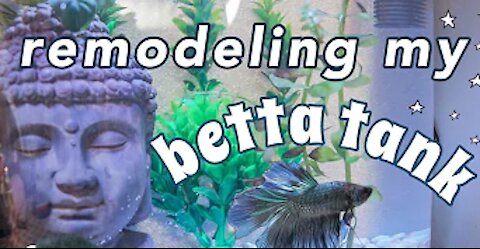 remodeling a BETTA FISH TANK (rescaping)