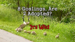 8 Goslings, Are 2 Adopted? – It’s Wild