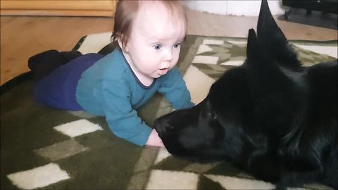 German Shepherd falls in love with baby boy
