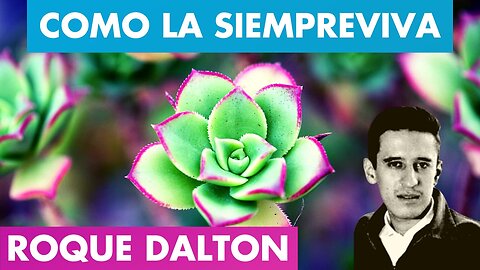 COMO LA SIEMPREVIVA ROQUE DALTON 🌷🌄 | Roque Dalton Poemas 💜 | Valentina Zoe Poesía