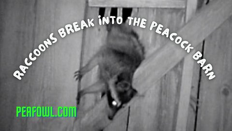 Raccoons Break Into The Peacock Barn, Peacock Minute, peafowl.com