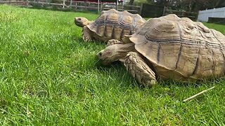 Tortoises grazing on warm Spring day