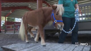 Miniature horse therapy program coming to Collier County