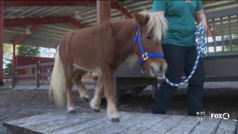 Miniature horse therapy program coming to Collier County