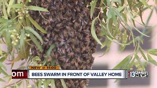 Contact 13 gets help for NLV mom after thousands of bees swarm in front her home