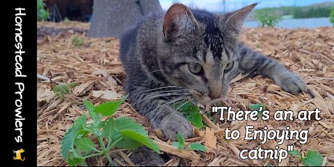 Otis Cat Teaches The Art Of Enjoying Your Catnip Plants