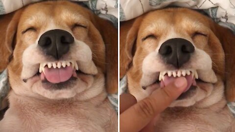Silly Doggy Has The Goofiest Face Ever While Sleeping