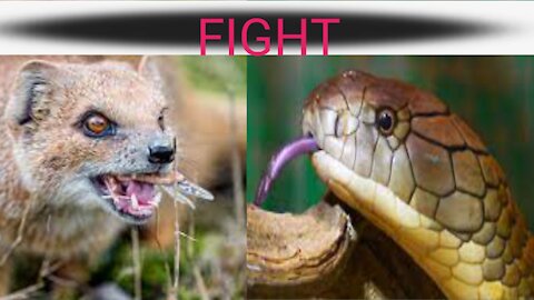 Mongoose Attacks Cobra 💪💪king Cobra vs Mongoose