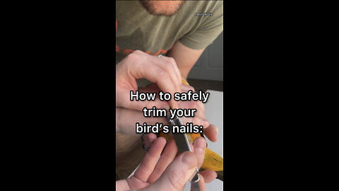 How to trim your bird's nails