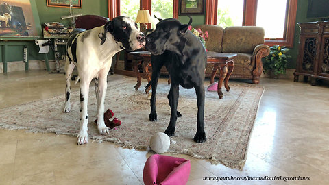 Great Dane puppy can't get enough of play time