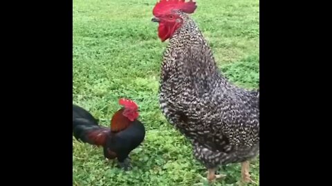 Chickens, small and large, that are rare