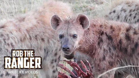 Hyena Clan Feasting | Lalashe Maasai Mara Safari