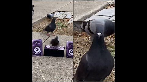 Pigeons disco party.